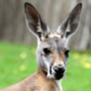 Meet your Posher, Maureen